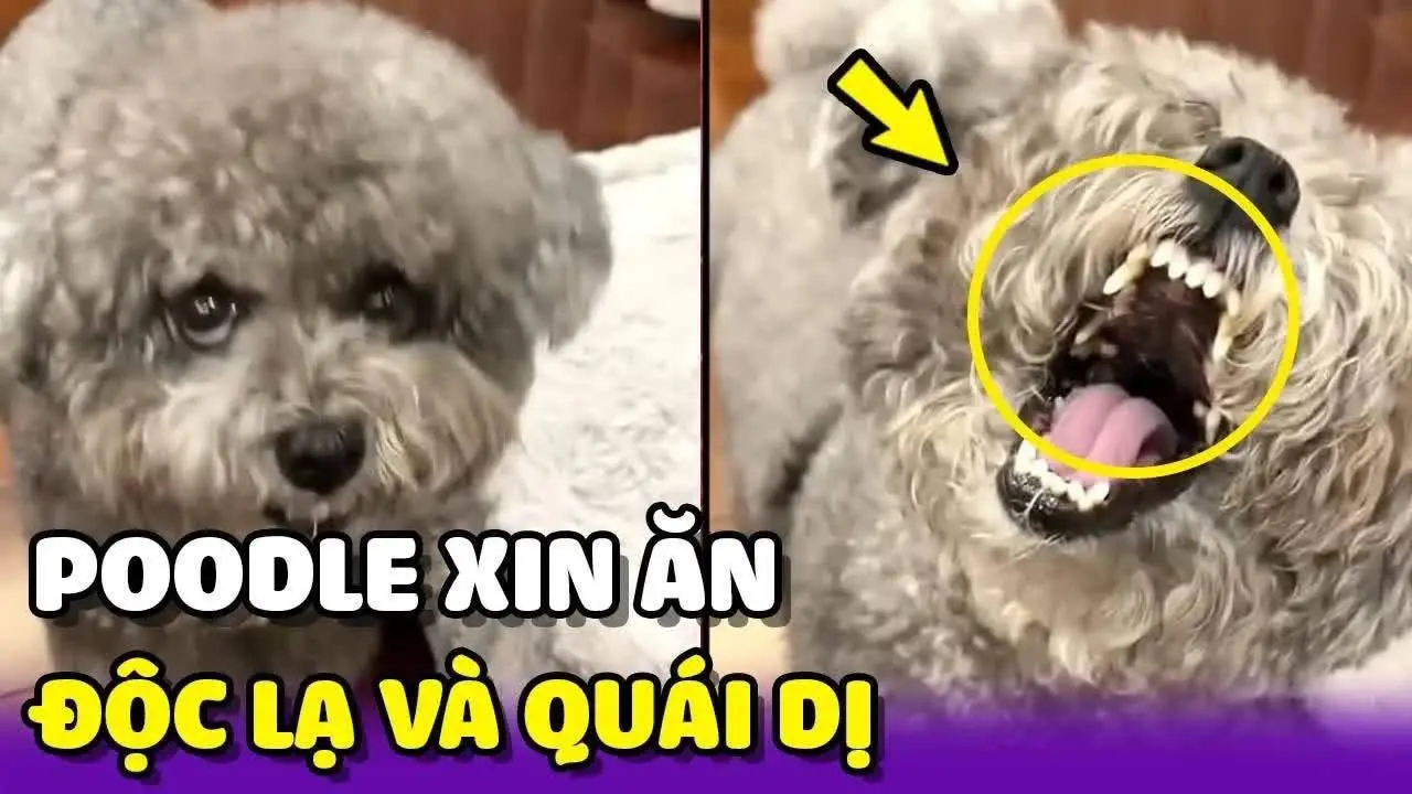 Cảm Lạnh với màn xin ăn kiểu quái dị của bé Poodle 😂 | Yêu Lu Official