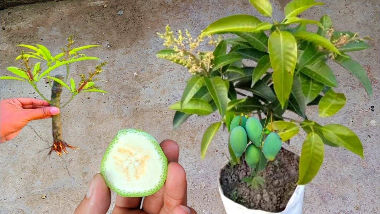 Best Natural Banana Hormone For Mango Tree Grafting | Propagation mango tree branches from cuttings