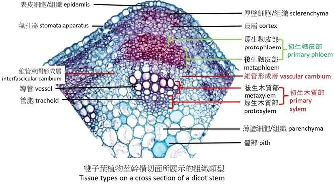 06 植物組織
