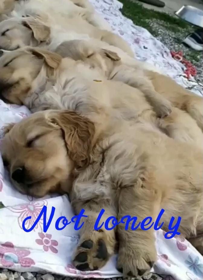 Not lonely