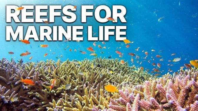Reefs For Marine Life - Full Documentary
