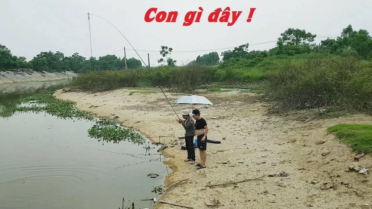 Đi câu cá chép sông tự nhiên cá rất khôn nhưng vẫn lên hàng