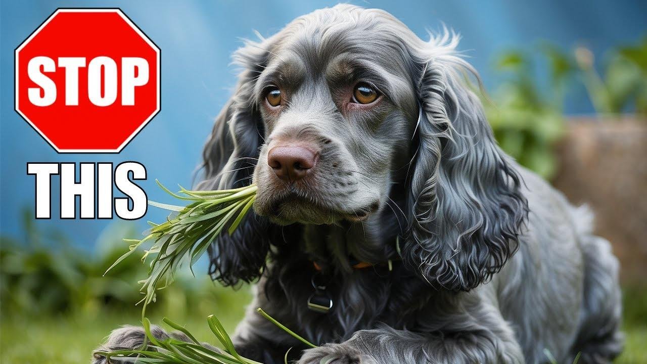 Why Is My Dog Eating Grass And How To Stop It Videos Cocker Why Is My Dog Eating Grass And How To Stop It Videos Cocker