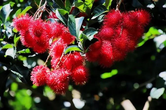 Rambutan →Fanlu Township, Chiayi, Taiwan