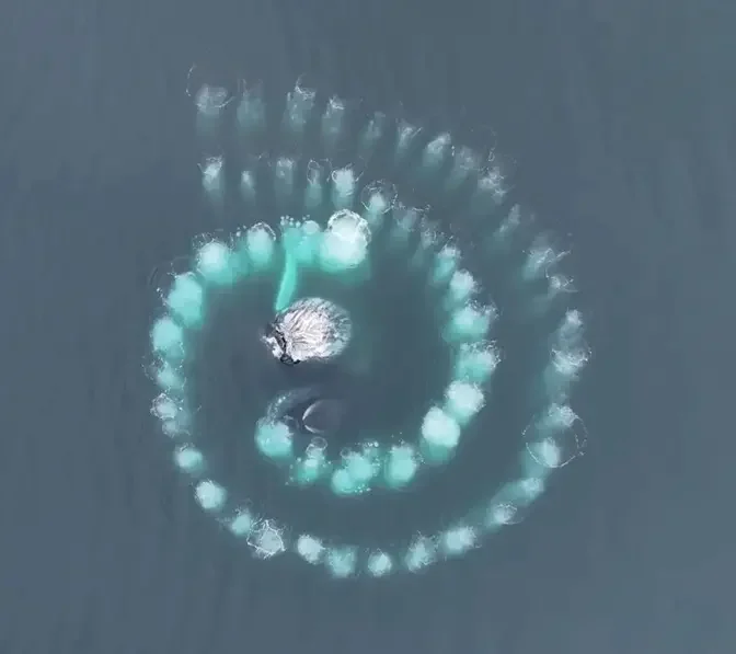 Humpback Whales Form Mesmerizing Spiral of Bubbles Under Water, Here ...