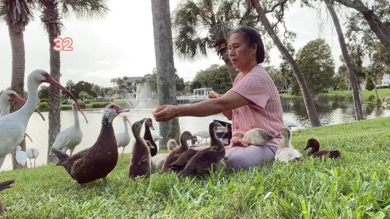 【 野鸭成长记录 # 32天 】放松 /休闲的鸭宝宝  /Wild duck /12 -2 baby ducklings /Day31Visit /  07/28/2023