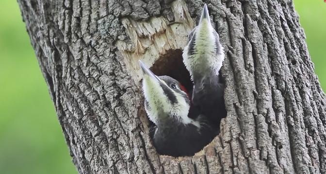 Pileated Woodpecker Chicks At the Nest | Animal World