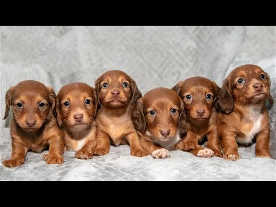 Beautiful Dachshund Puppies Located in Pennsylvania!