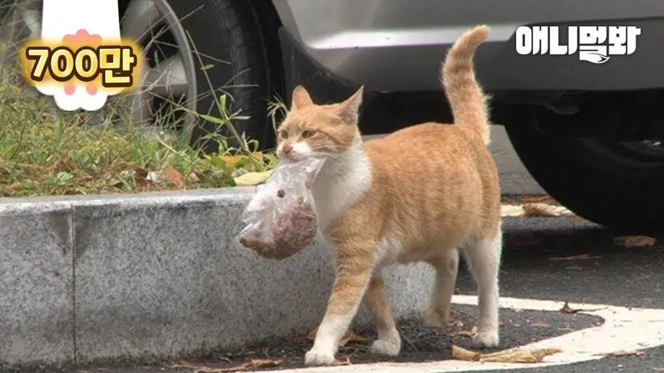 Cat That Delivers Bag of Food Every Day.. (True Story)