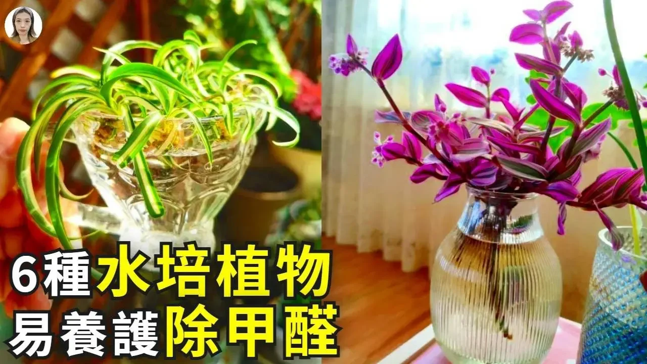 6種非常適合水培的植物，隨手扔水裡就能長爆盆，簡單省事除甲醛非常有效|花花世界