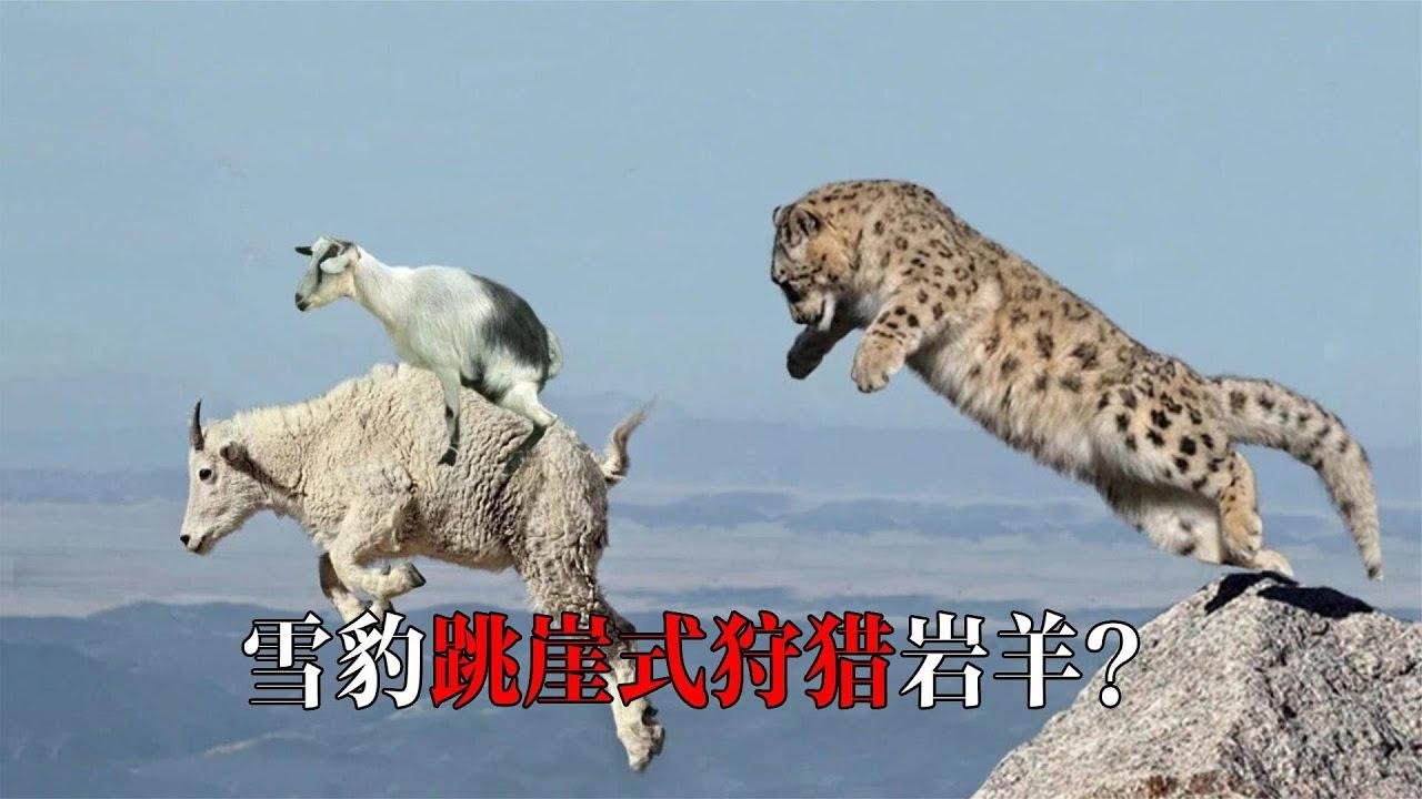 雪豹獵殺岩羊，雙雙落入百米懸崖，依舊死死咬住獵物不鬆口