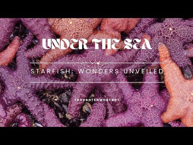 Under The Sea - Starfish: Wonders Unveiled