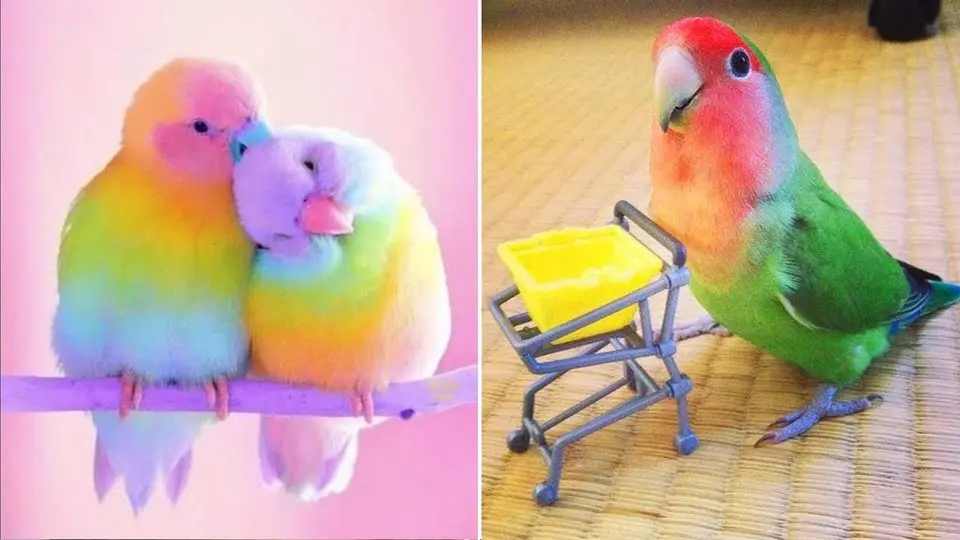 Smart And Funny Parrots Parrot Talking Videos Compilation (2024) - Cute Birds #67