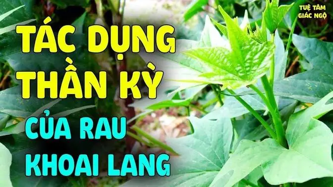 Tác dụng thần kỳ của rau khoai lang, NHIỀU NGƯỜI SƯỚNG LÊN khi biết điều này