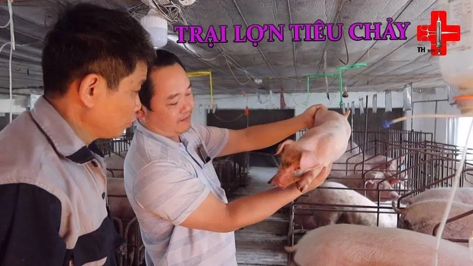 TRẠI LỢN TIÊU CHẢY | SÁNG TẠO THÚ Y TUẤN HOÀNG