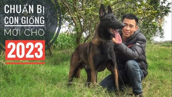 Con Giống Mới cho 2023 & Tất Niên tại Trại Chó Malinois Khánh Hưng/ NhamTuatTV - Dog in Vietnam