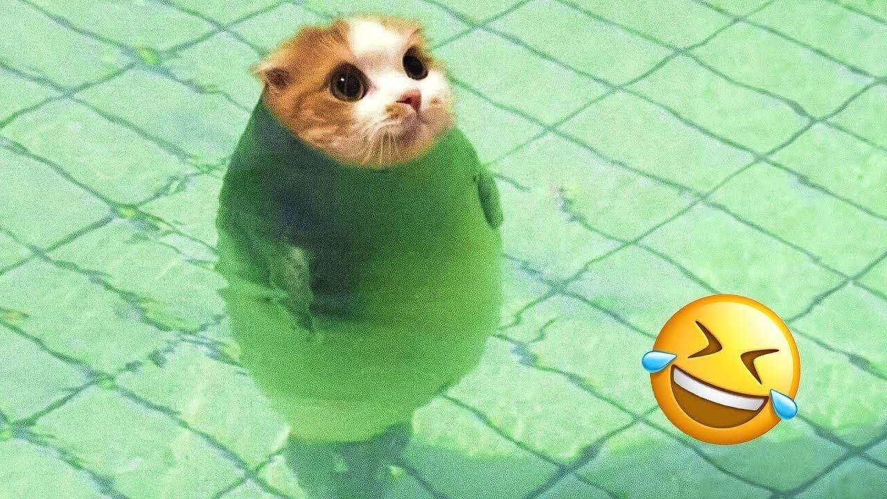 Funniest Animals 🤣 New Funny Cats and Dogs 2023 😂 #72 | Try Not To Laugh
