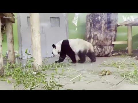 英國動物園大熊貓啟程返回中國