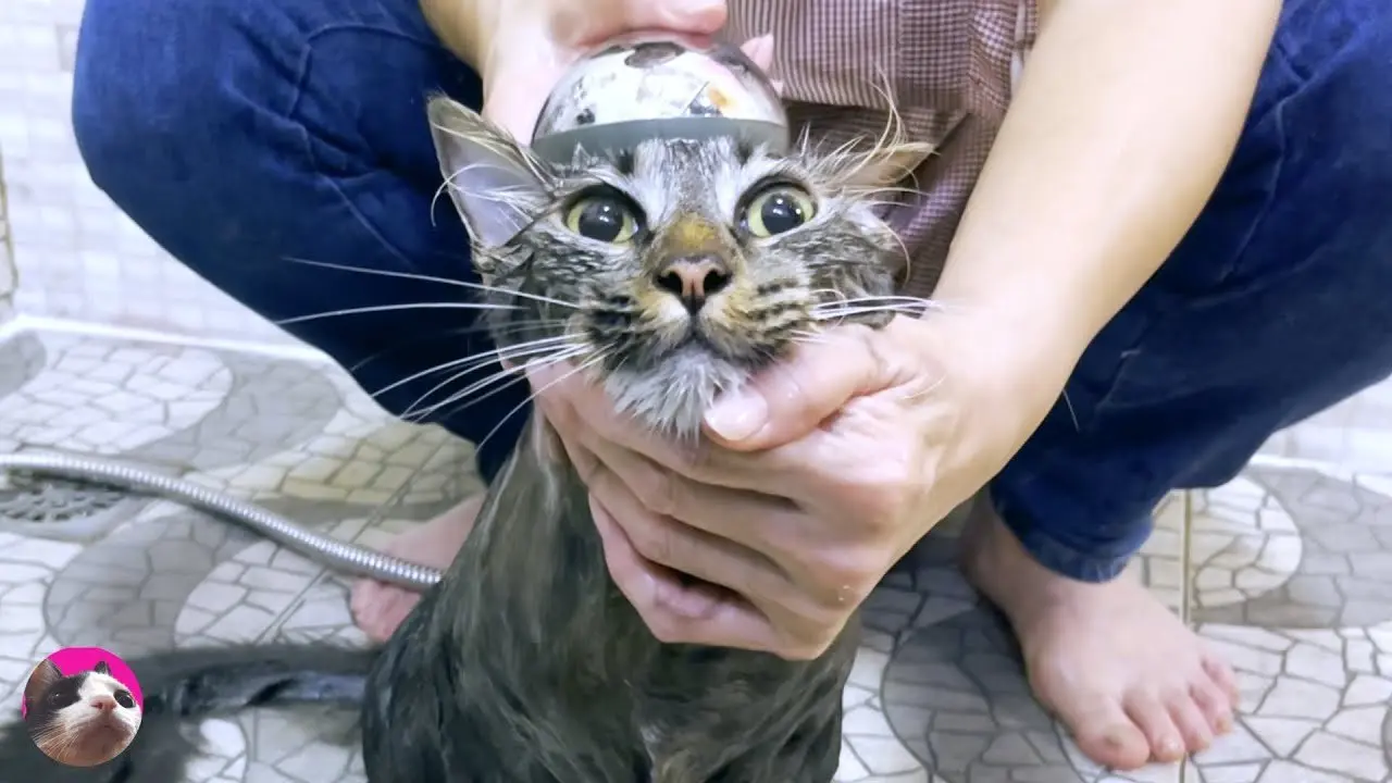 気持ちよさそうにシャワーを浴びる猫を乳酸菌のお風呂に入れたら絶叫してしまいました...