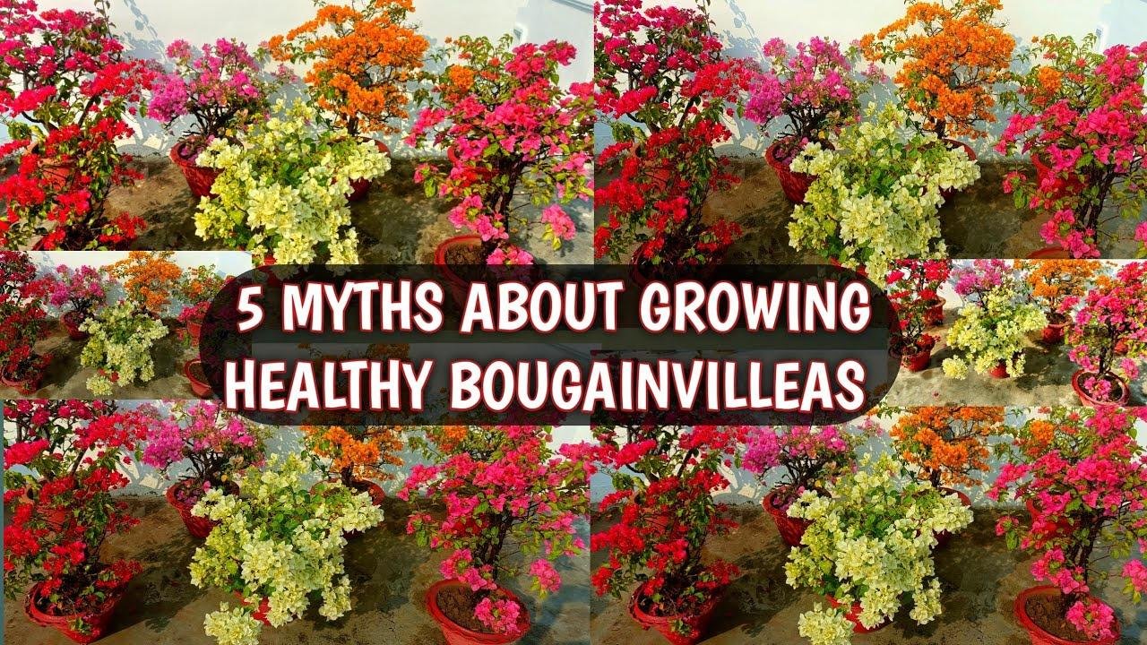 5 MYTHS ABOUT GROWING HEALTHY BOUGAINVILLEAS | BOUGAINVILLEAS MYTHS THAT NO ONE TELLS 🌸🌿