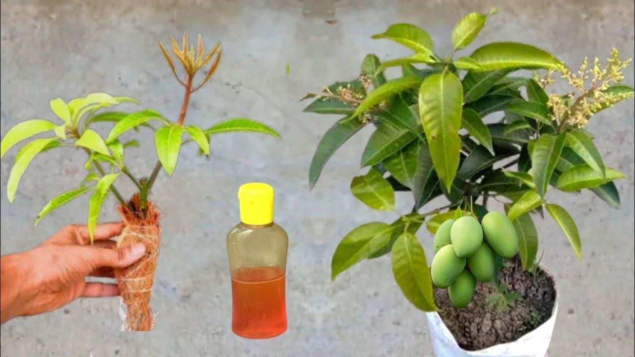 Best natural rooting hormone, How to grow mango tree from cutting in coconut shell efective