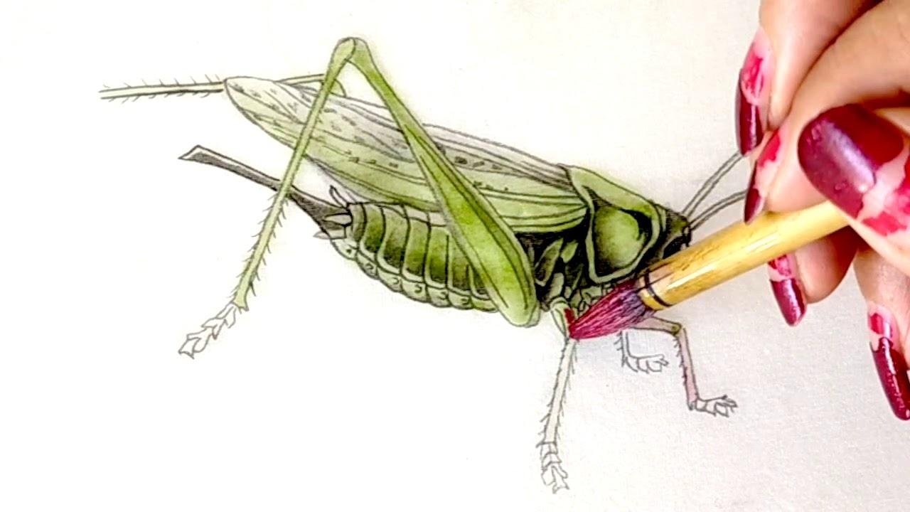繪畫 老司機教你如何用國畫技法畫昆蟲（蟈蟈）How to paint an insect