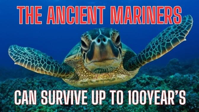 The Ancient Mariners A Dive into the World of Sea #seaturtles #ancient	