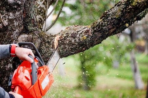 Everything You Need to Know About Professional Tree Removal Services