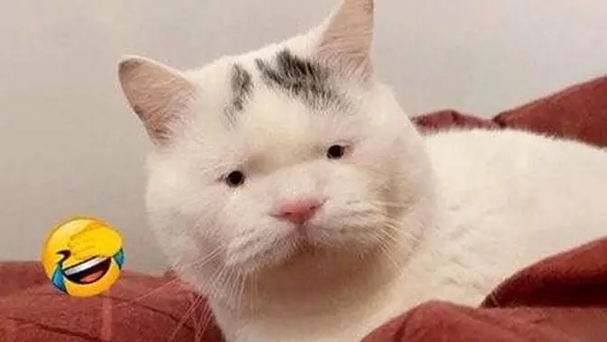 Funny Animals Being Silly And Cute Funny Animals Being Silly And Cute