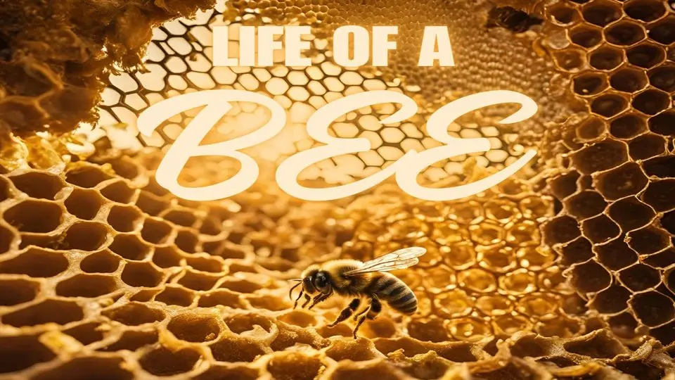 Exploring a Beehive! What Happens Inside? [2024] 🐝