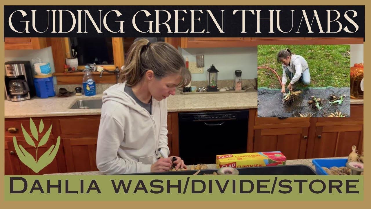 DAHLIAS: WASH, DIVIDE & STORE // A LOOK AT OUR MESSY HOME DURING DAHLIA STORAGE AND SEED SALE TIME!