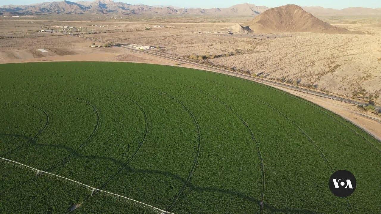 Arizona Terminating Saudi Leases to Grow Alfalfa