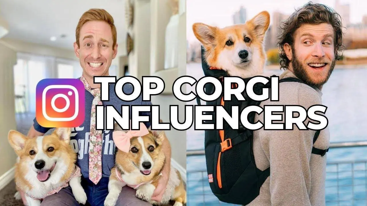 TOP 10 Instagram CORGI INFLUENCERS.