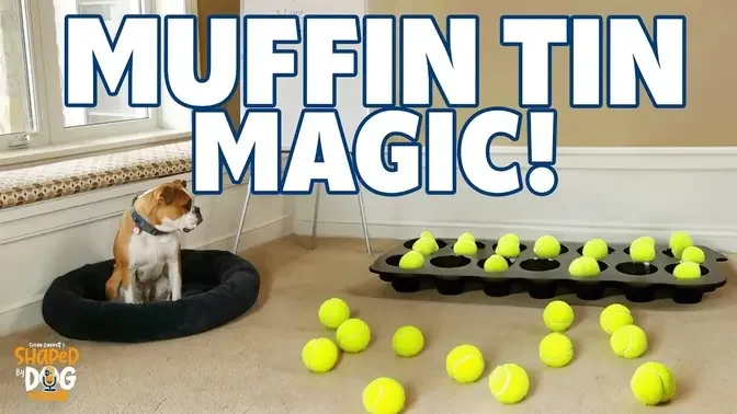 The Muffin Tin Game – Inspire Your Dog To Offer Behaviors And Make Great Choices!