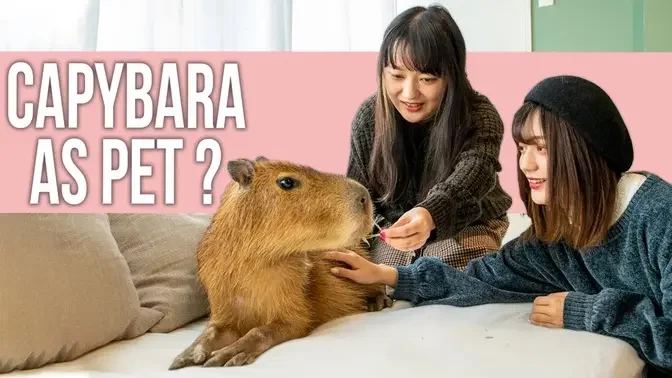 Should You Keep a Capybara as Pet?