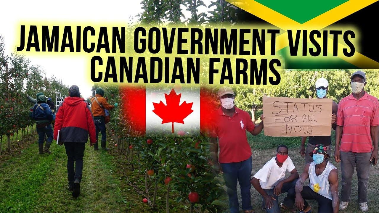Jamaican Government Visits Canadian Farms To Investigate Inhumane Treatment Of Migrant Workers