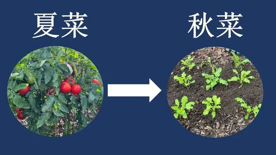 在美国北方，秋菜怎样才能丰收？分享种好秋菜的几个关键和细节