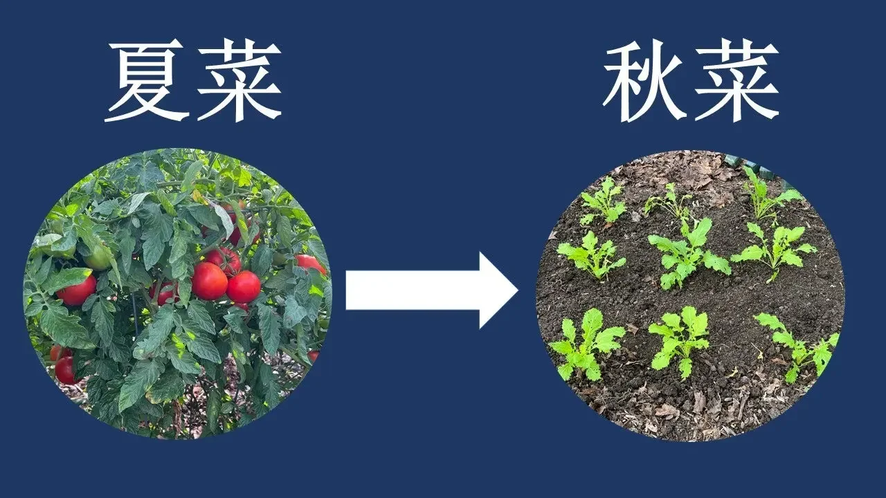 在美国北方，秋菜怎样才能丰收？分享种好秋菜的几个关键和细节
