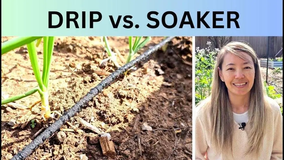 Garden irrigation systems: Drip vs. soaker