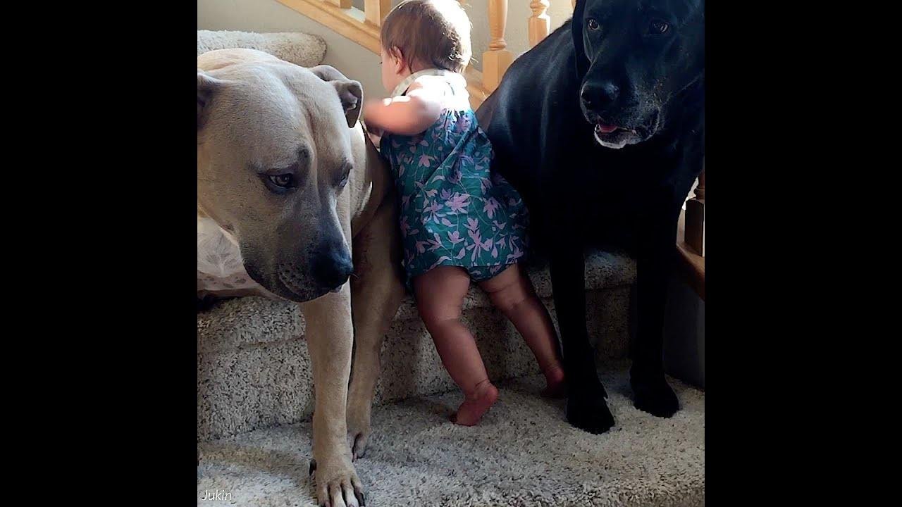 Dog Won't Let Baby Pass 😂 🐶