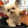 PET LIFE