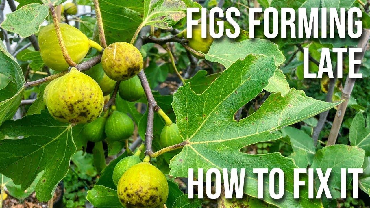 End of Season & Figs are Forming: Will They Ripen? How to Fix it ...