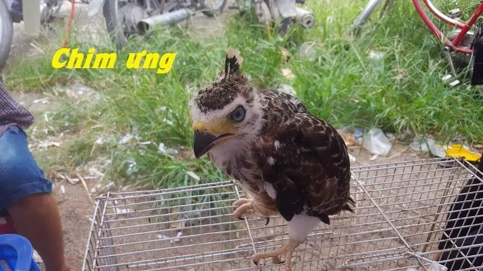 Khám phá chợ chim cảnh thú hoang động vật hoang dã