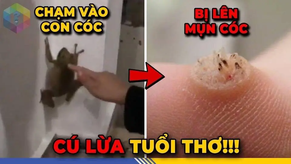 1001 Cú Lừa Tuổi Thơ Ai Cũng Tin Sái Cổ Mà Lớn Rồi Mới Biết Là Sai Bét - Top 1 Khám Phá