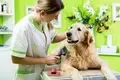 Pet health