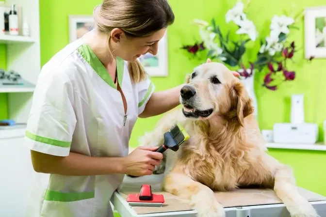 Pet health