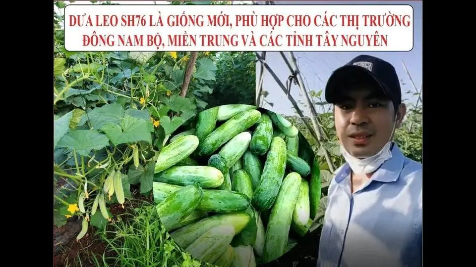 DƯA LEO SEN HỒNG SH76 TRỒNG TẠI ĐỒNG NAI THÁNG 10 NĂM 2021
