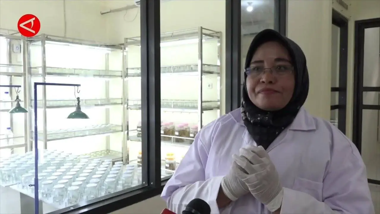 Intip proses pembuatan rumput laut di Lab Kultur Jaringan WakatobI