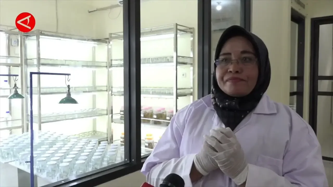Intip proses pembuatan rumput laut di Lab Kultur Jaringan WakatobI