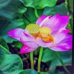 拈花谈古论今